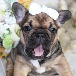 French Bulldog Puppies from North Coast Frenchies