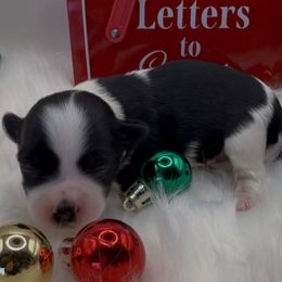 Skylar - AKC - Black and white female Havanese puppy in Verden, Oklahoma from Holcombs Puppy Ranch