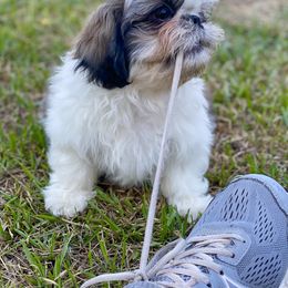 Shih Tzu Puppies from Willow Lane Shih Tzus