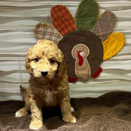 Boy 2 - Chocolate male Goldendoodle puppy in Maumee, Ohio from Bell's Doodles