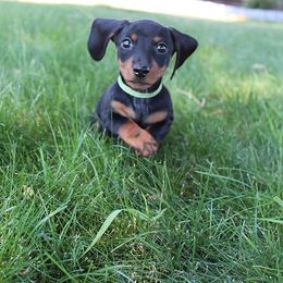Stella's boy 4 - Black and tan male Dachshund puppy in Craig, Colorado from Rocky Mountain Shih Tzus and Dry Creek Miniature Dachshunds