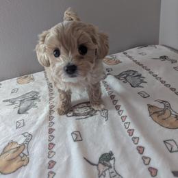 Cream - Cream female Maltipoo puppy in Fife, Washington from Joyful Pups