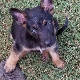 Belgian Malinois and German Shepherd Puppies from Von Kecohaus Kennels