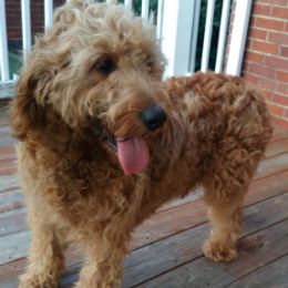 Ruby - Goldendoodle