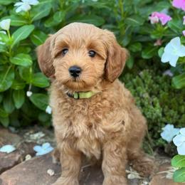 Woody - Red  male Goldendoodle puppy in Wharton, Texas from Little Fur Friends
