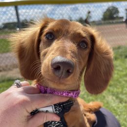 Onyx - Dachshund