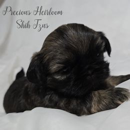Boy 1 - Sable male Shih Tzu puppy in Enid, Oklahoma from Precious Heirloom Shih Tzus