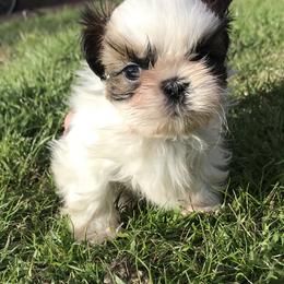 Shih Tzu Puppies from Willow Lane Shih Tzus