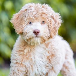Paige - Goldendoodle