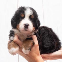 Teal Collar Male- 5000 - Black rust and white male Bernese Mountain Dog puppy in Collinsville, Texas from Berner Dynasty