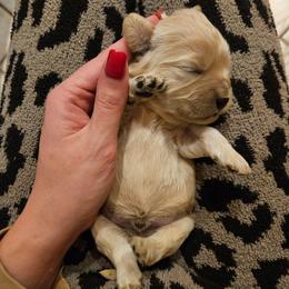 Aspen - Apricot male Cavapoo puppy in London, Kentucky from Blue Meadow Puppies