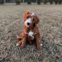 Alabaster - Red  male Goldendoodle puppy in Roanoke Rapids, North Carolina from Sweeter than Honey Doodles