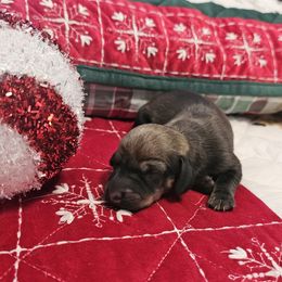Cookie - Chocolate and tan female Dachshund puppy in Queen Creek, Arizona from Wigglebutts Miniature Dachshund Az