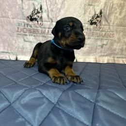 Boy 4 - male Doberman Pinscher puppy in Powder Springs, Georgia from Elite Dobermans of Atlanta