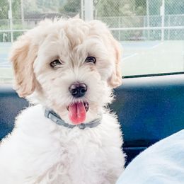 Goldendoodle Puppies from Coal Country Doodles