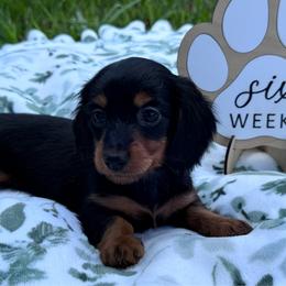 Ted - Black and tan male Dachshund puppy in Dothan, Alabama from Little House Pups