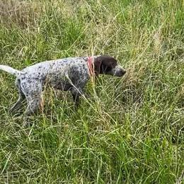 Secret - Liver roan female German Shorthaired Pointer puppy in Marshfield, Missouri from Pebblebrook German Shorthaired Pointers
