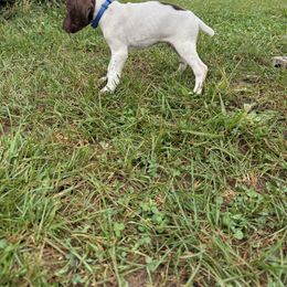 German Shorthaired Pointer Puppies from Rustic Creek Farms