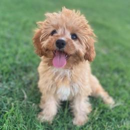 Sage - Red female Cavapoo puppy in Springtown, Texas from North Texas Puppies