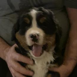 Neva - Tri-color male Bernese Mountain Dog puppy in Rural Retreat, Virginia from Bernese Bunker