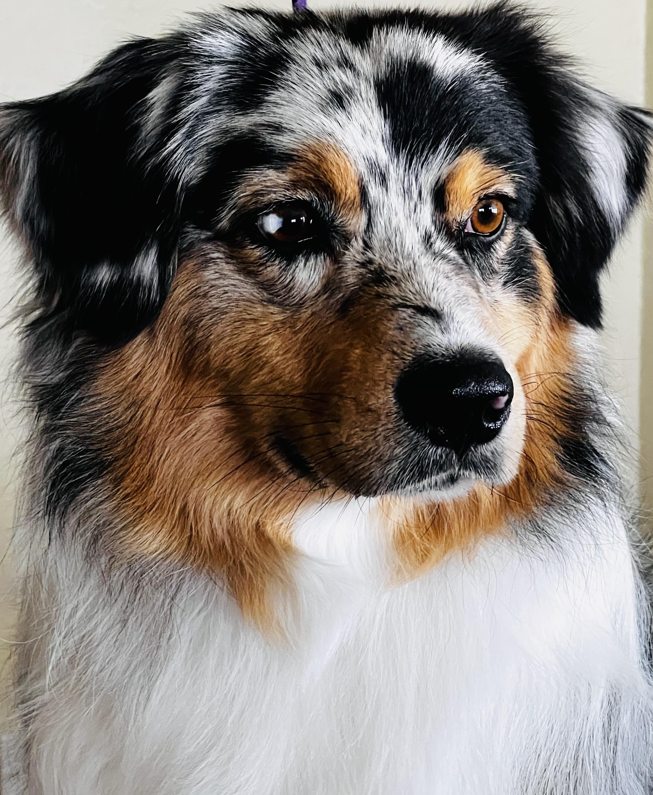Ozzie