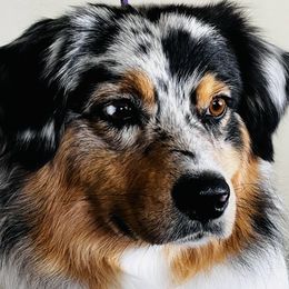 Ozzie - Australian Shepherd