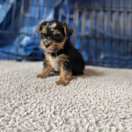 Rottweiler and Yorkshire Terrier Puppies from Superior Family Kennels