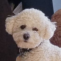 Ted - Bichon Frise