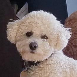 Ted - Bichon Frise