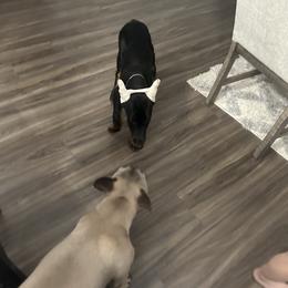 Doberman Pinscher Puppies from Webb’s House of Doberman LLC