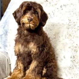 Cherry - Chocolate female Australian Labradoodle puppy in Anderson, California from Shaggy Doodles