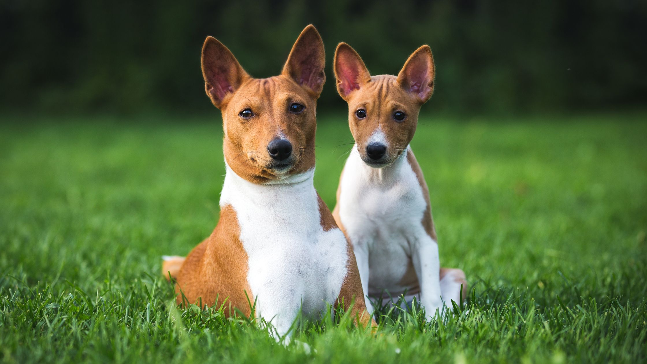 Basenji adoption near store me