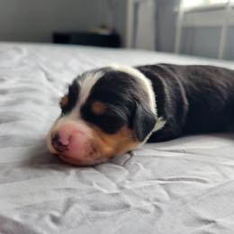 Boone - Black tri-color male Assorted Doodle Crosses puppy in Blackfoot, Idaho from Lucky Pup Meadows