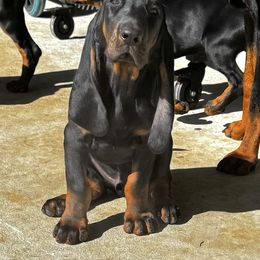 Black and Tan Coonhound Puppies from Classic Coonhounds