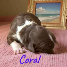 Coral - Red tri-color female Aussiedoodle puppy in Ellenburg Center, New York from Kristin's Puppies