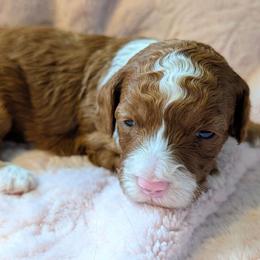 Daisy - Red  female Goldendoodle puppy in Grosse Ile Township, Michigan from Mini Island Doodles