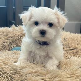 Girl, Purple Collar - White female Maltese puppy in Cisco, Texas from Fancy Pants Maltese