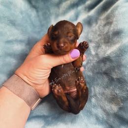 Sebastian - Chocolate and tan male Dachshund puppy in Robesonia, Pennsylvania from Happily Ever After’s Puppies