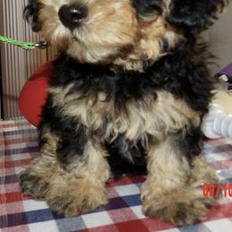 King Cullen - Black brindle male Havanese puppy in North Richland Hills, Texas from A Royal Havanese Court