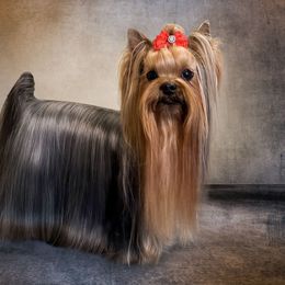 Joy - Yorkshire Terrier