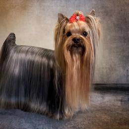 Joy - Yorkshire Terrier