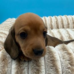 Holden - Cream male Dachshund puppy in Corona, California from ChezBeale