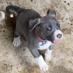 Mountain Cur Puppies from Walnut Ridge Mountain Curs