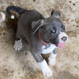 Mountain Cur Puppies from Walnut Ridge Mountain Curs