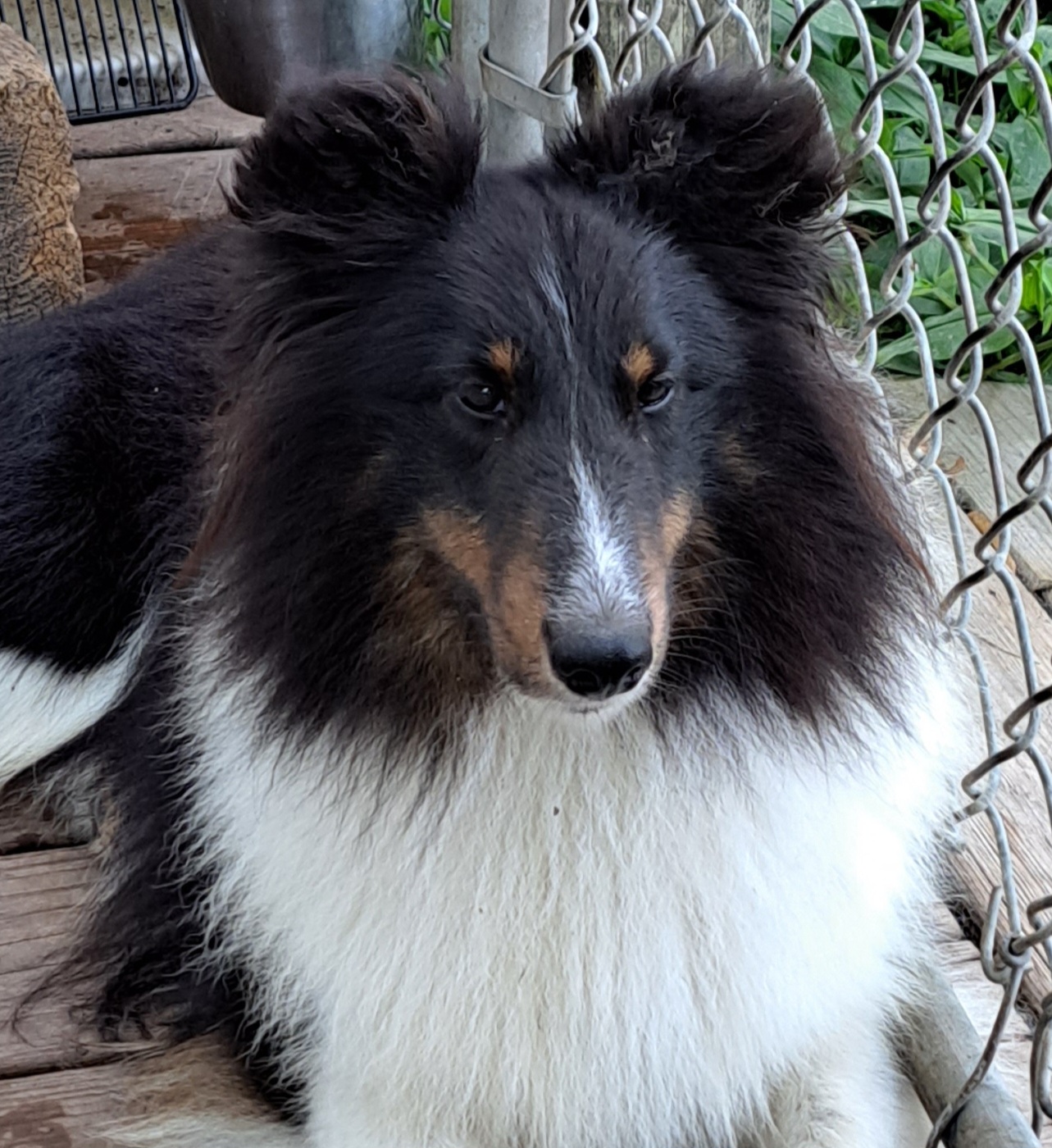 Maizie - Shetland Sheepdog