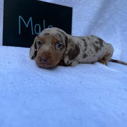 Boy 3 - Dapple male Dachshund puppy in Stilwell, Oklahoma from Johnson Dachshund’s