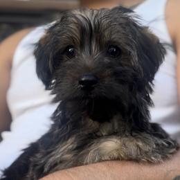 Zyn - Shorkie