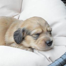 Dachshund Puppies from Dreamheart Dachshunds