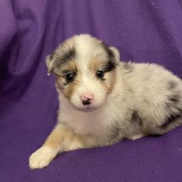 Gabriella - Blue merle female Australian Shepherd puppy in Hammond, Louisiana from Gold Ring Australian Shepherds