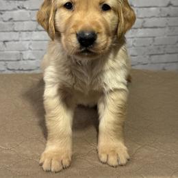 Blue Collar - Light golden male Golden Retriever puppy in Chesapeake, Virginia from AmberLight Goldens